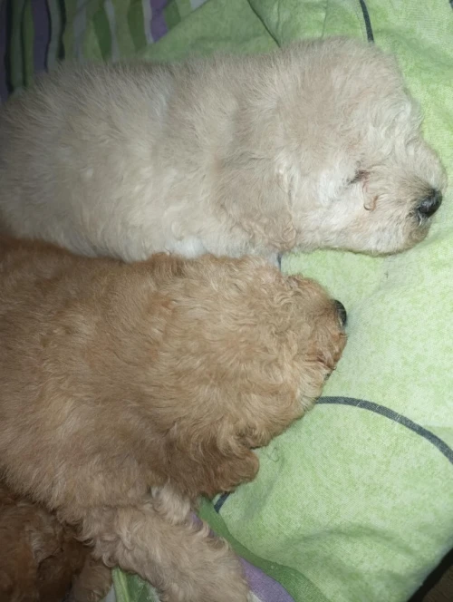 Caniche bichon frisé de Race pure 