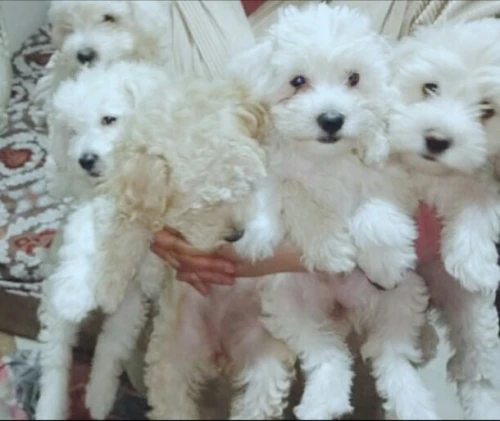 Caniche bichon frisé de Race pure 