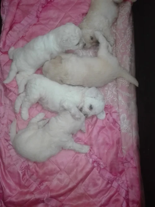 Caniche bichon frisé de Race pure 