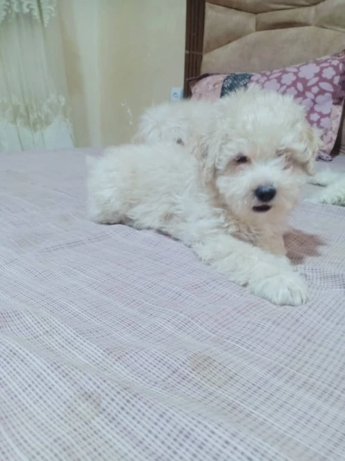 Caniche bichon frisé de race pure 