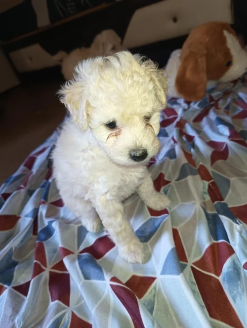 Caniche bichon frisé de Race pure 