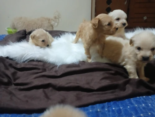 Caniche bichon