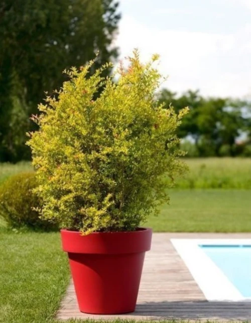  Pot de fleur