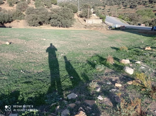 Vente Terrain Batna Teniet el abed