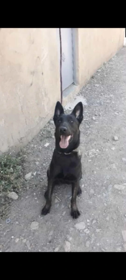 Malinois bleu mexicain