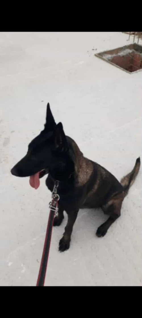 Malinois bleu mexicain
