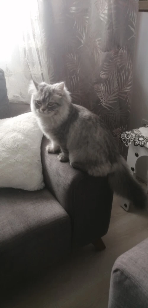 CHATAN MALE DE 3 MOIS PERSAN ADORABLE