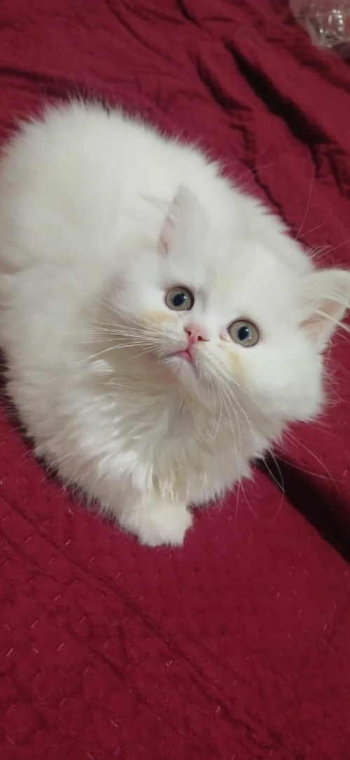 Persan pure Male et femelle 3mois