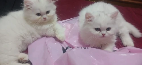 Persan pure Male et femelle 3mois