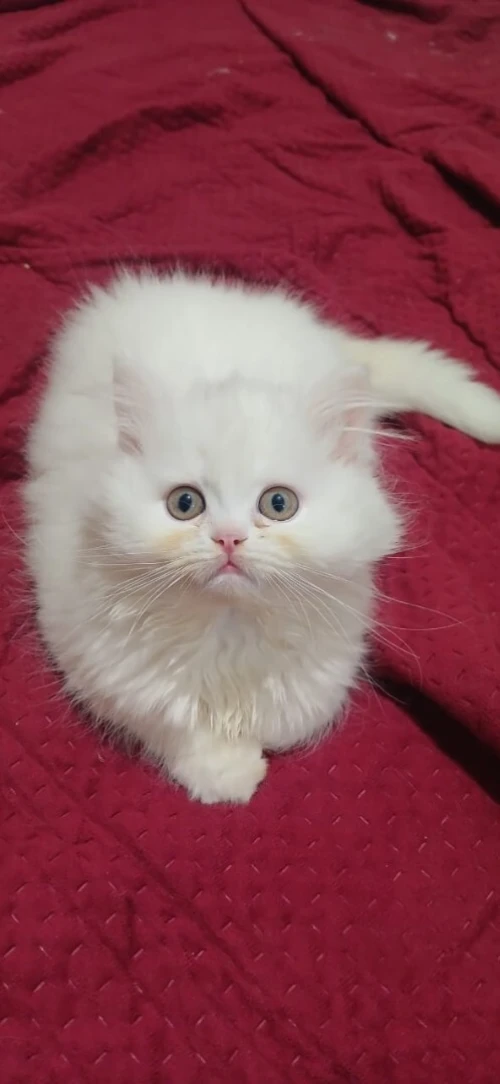 Persan pure Male et femelle 3mois