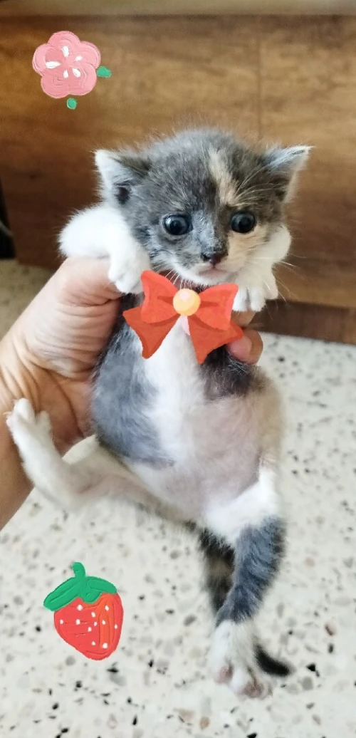 Chaton mignon 