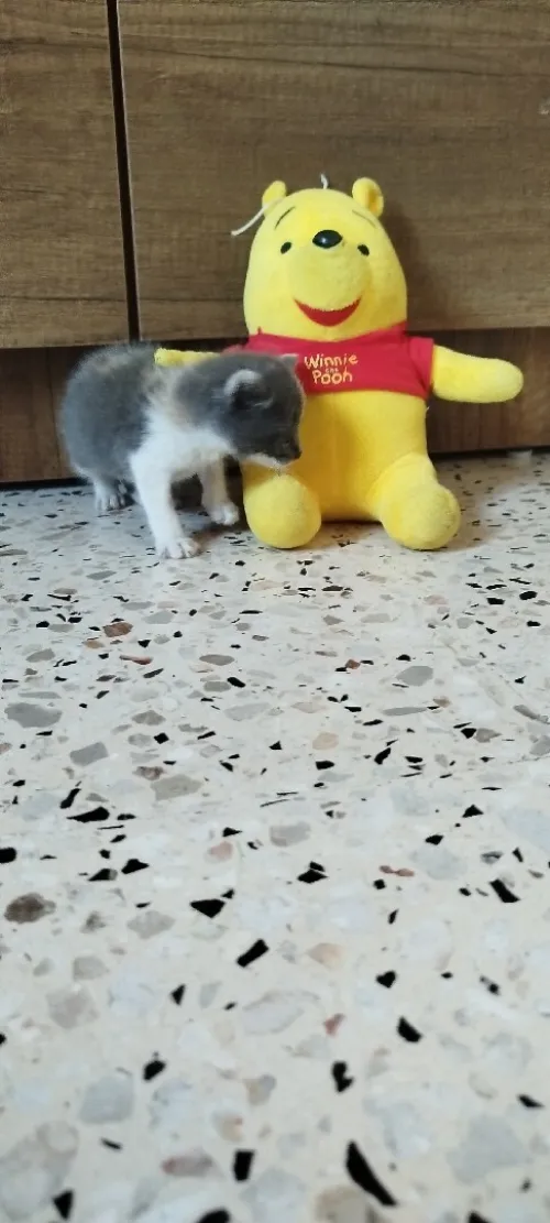 Chaton mignon 