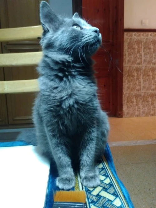 Chat femelle bleu russe