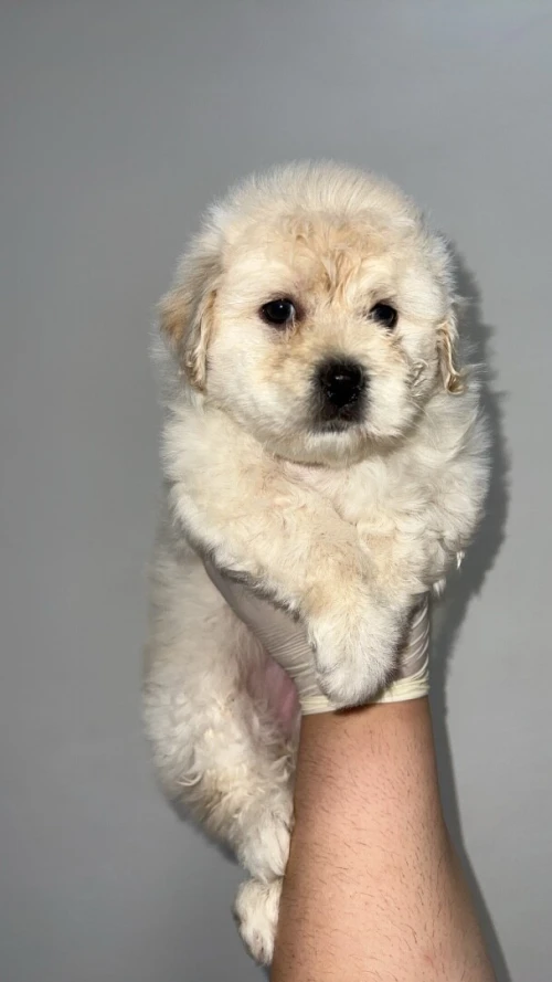 Caniche bichon maltais nain pure race 