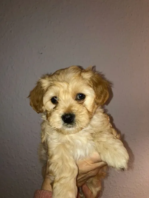 Caniche bichon havanais nain pure race 