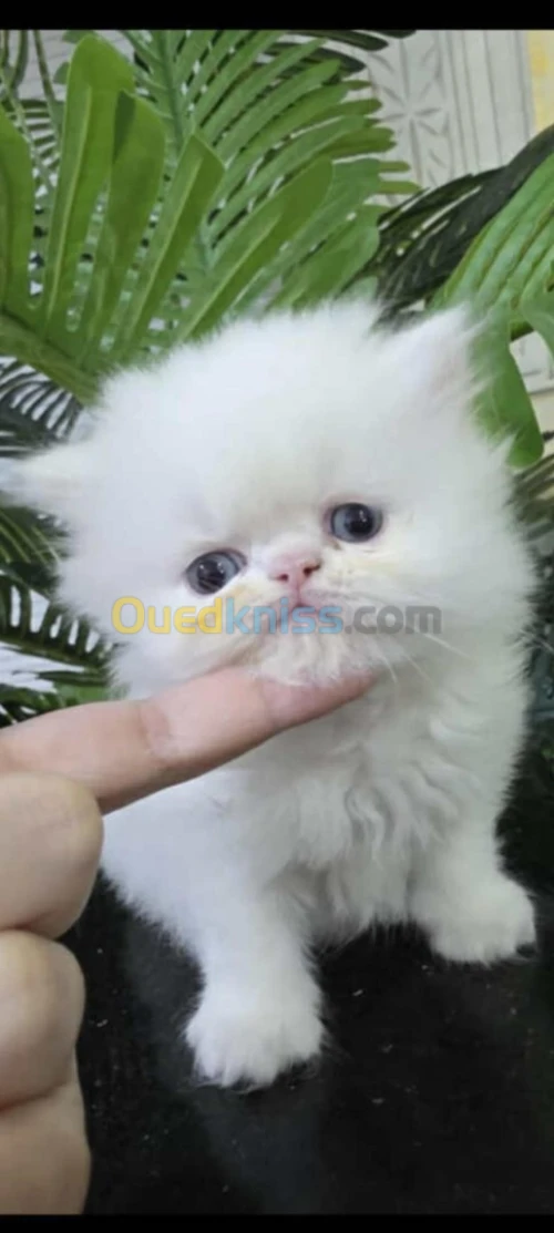 Chaton persan 