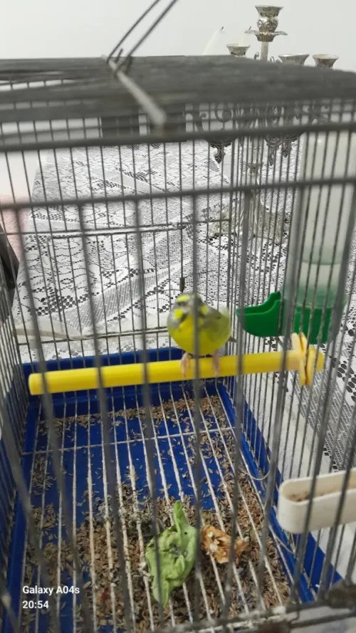 Oiseau you you