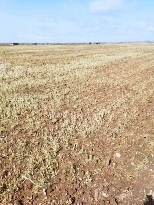 Vente Terrain Agricole Djelfa Benhar