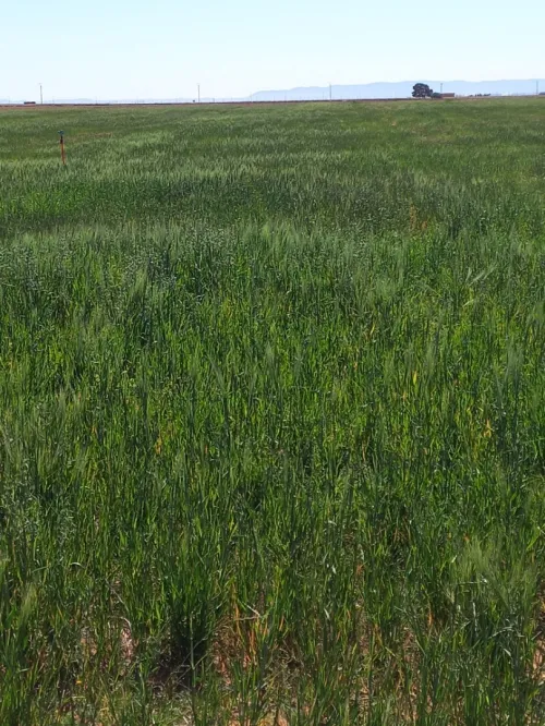 Vente Terrain Agricole Djelfa Benhar
