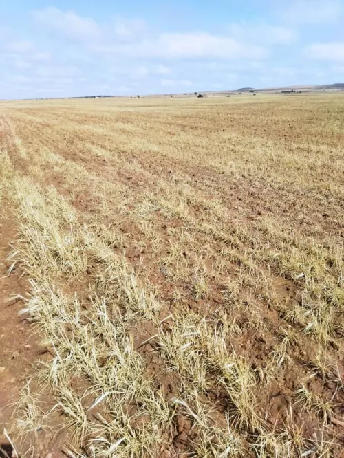 Vente Terrain Agricole Djelfa Benhar