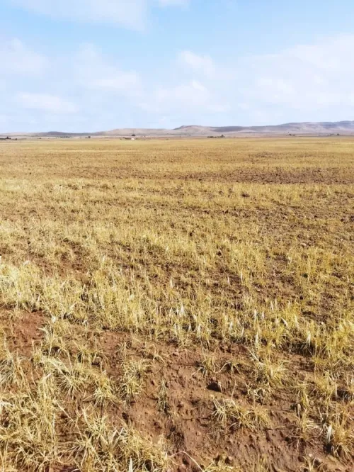 Vente Terrain Agricole Djelfa Benhar
