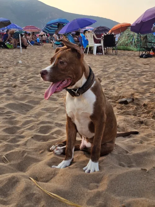 Pitbul red nos