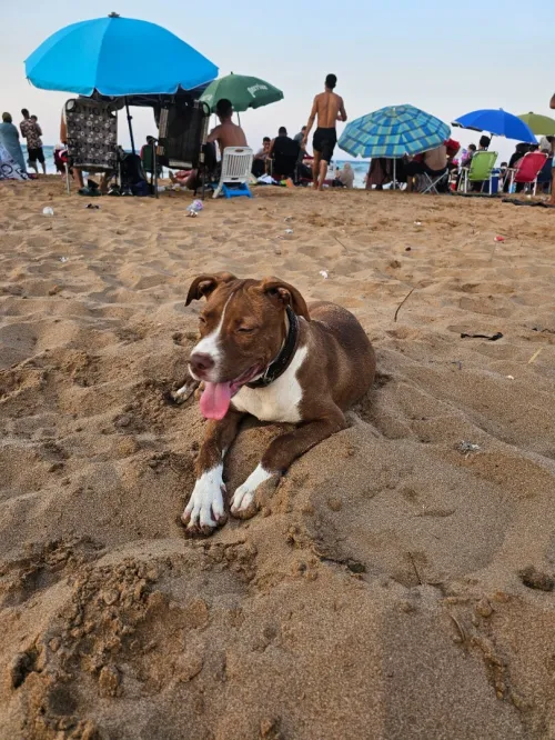Pitbul red nos