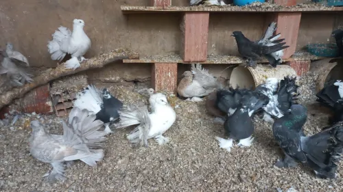 حمام طاوس هندي pigeons indiens