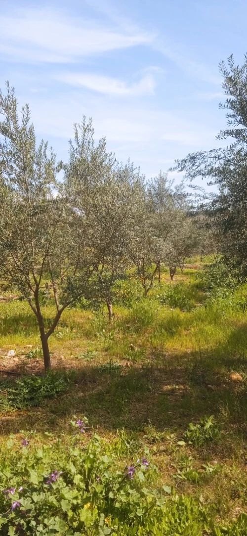 Vente Terrain Bouira Ahnif