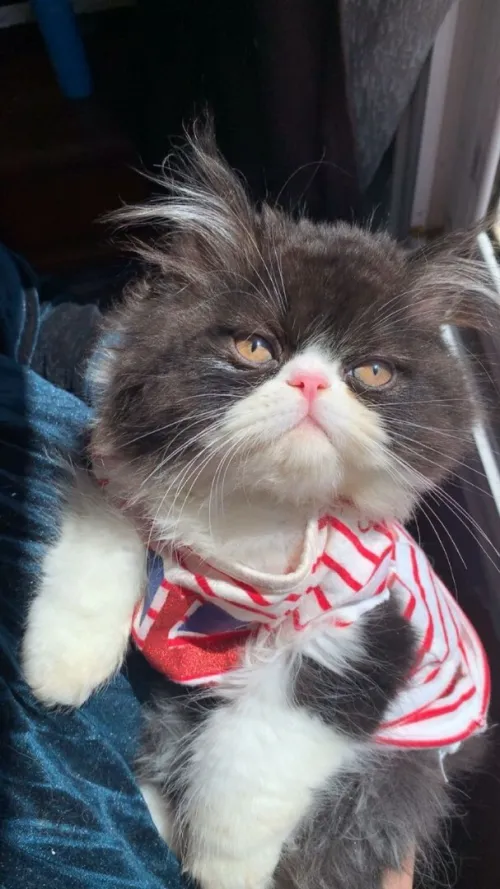 Un très beau chat persan van pure race vacciné à très bon prix
