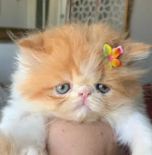 Chat persan van pure race