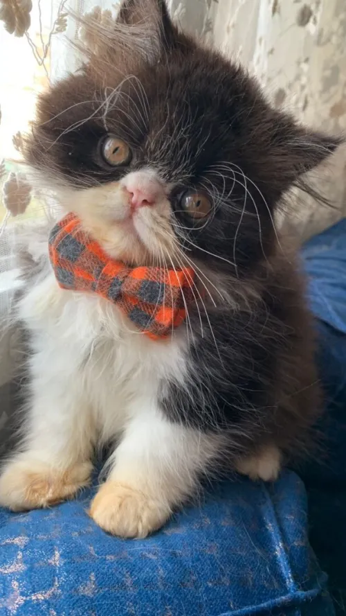 4 Chat persan van pure race peluche très adorable à bon  prix