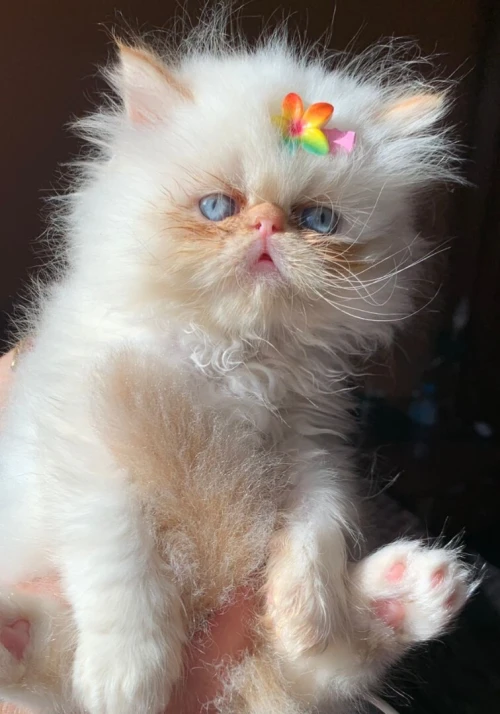 Chat persan himalaya red point pure race