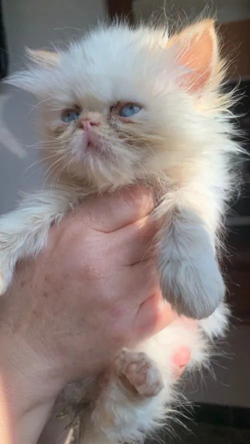 Chat persan himalaya pure race