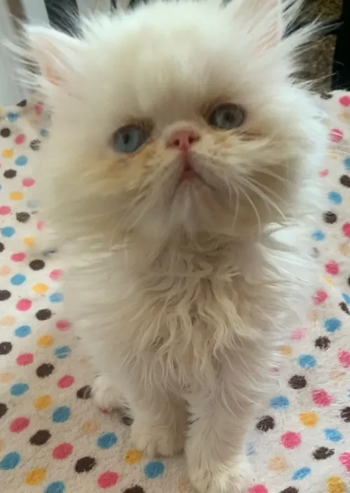 Chat persan himalaya pure race