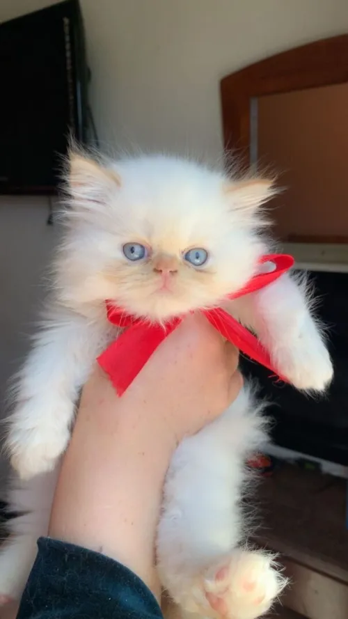 Chat persan himalaya pure race à bon prix