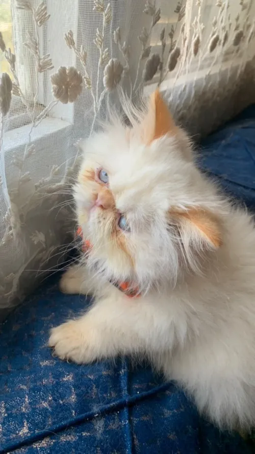 4 Chat persan van pure race peluche très adorable à bon  prix