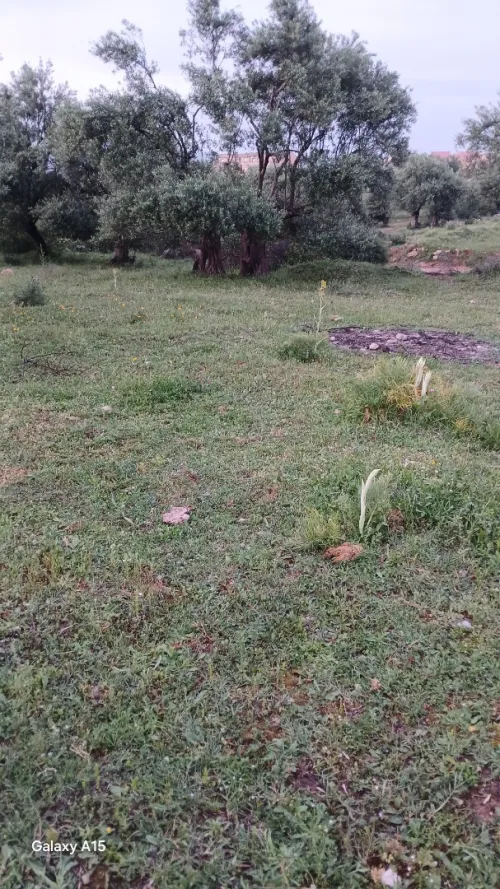 Vente Terrain Tizi Ouzou Assi youcef