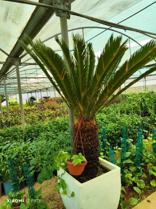 Gazon naturel عشب طبيعي
