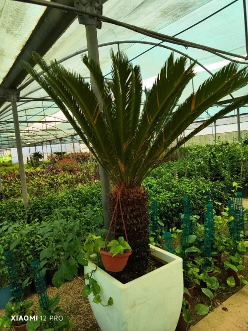 Gazon naturel عشب طبيعي