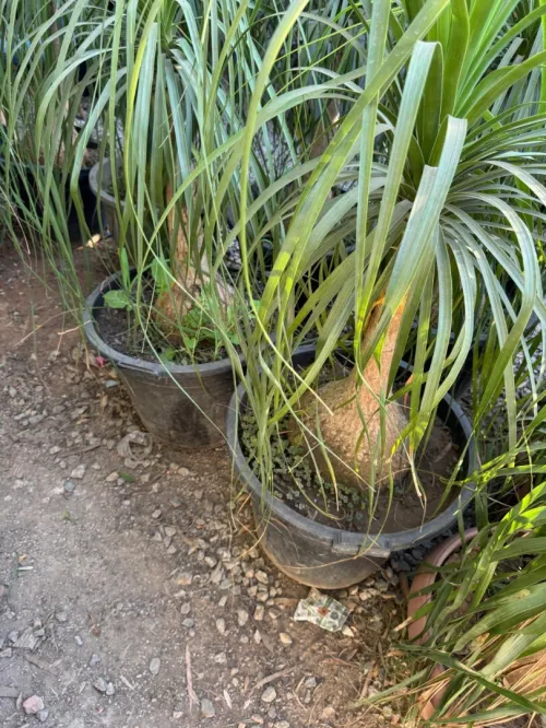 Gazon naturel عشب طبيعي