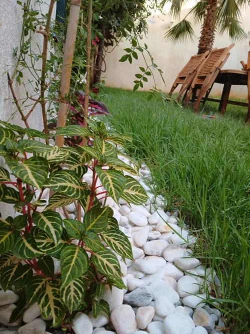 Gazon naturel عشب طبيعي