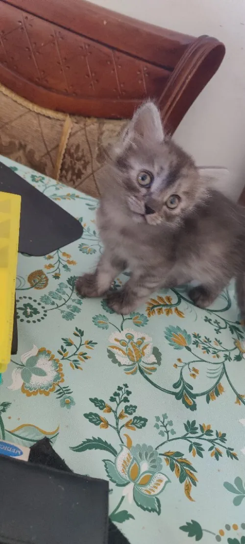 Chatons 