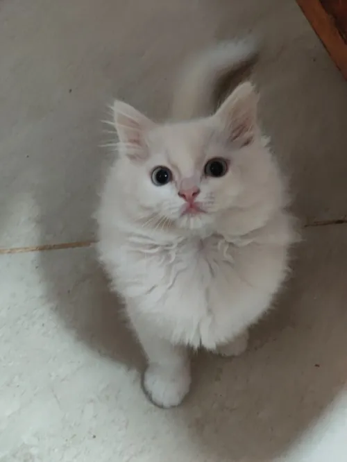 5 chatons