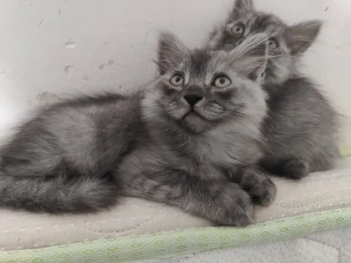 5 chatons
