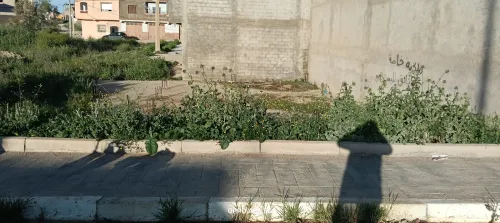 Vente Terrain Tlemcen Mansourah