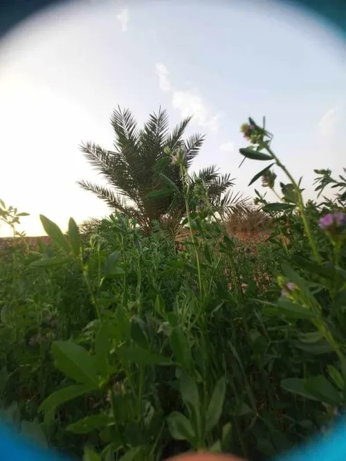 Vente Terrain Timimoun Timimoun