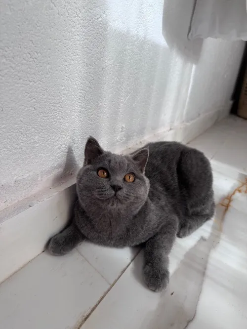 British shorthair 5 mois 