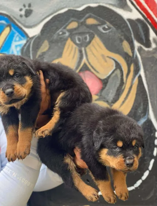 Rottweiler
