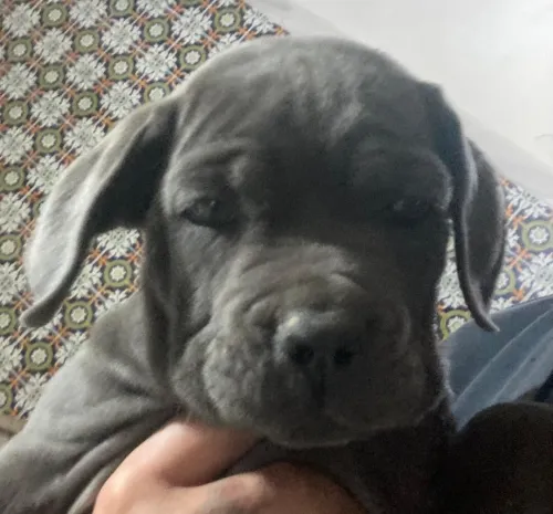 Cane corso